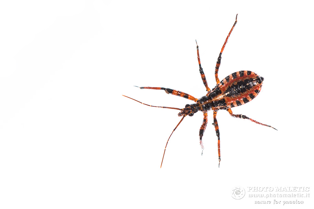 Reduviidae: Rhynocoris sp., ninfa